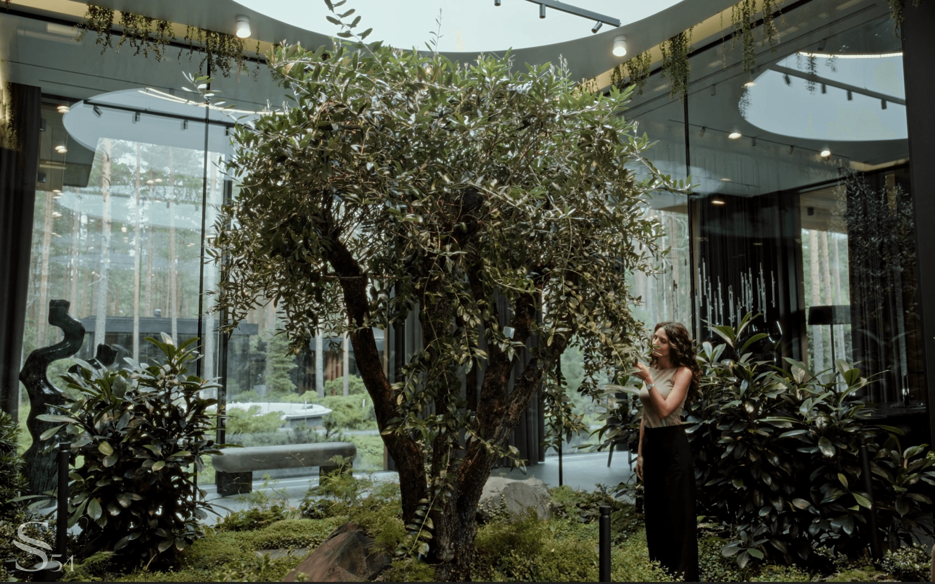 Real olive tree inside the house